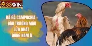 Ảnh đại diện - Đá gà campuchia