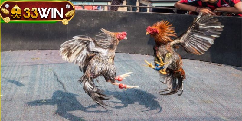 Cận cảnh lưỡi dao cựa trong trận đá gà 33WIN