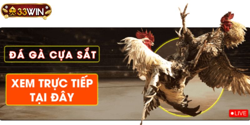 Đấu trường đá gà cựa sắt hấp dẫn tại điểm đến