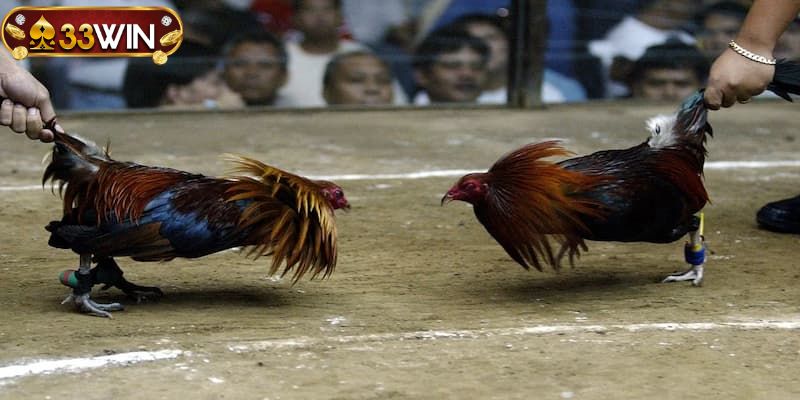 Kinh nghiệm theo dõi và phân tích các chiến kê thi đấu