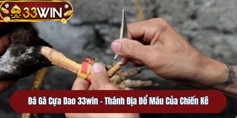 Sảnh đá gà cựa dao 33WIN phát sóng trực tiếp