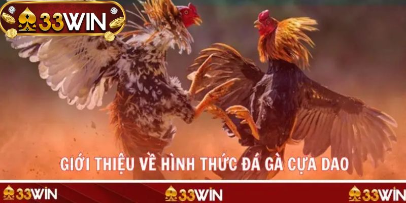 Trận đấu đá gà cựa dao kịch tính tại 33WIN